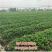 草莓苗四季盆栽带土食用南北方种植红颜章姬奶油草莓当年结果