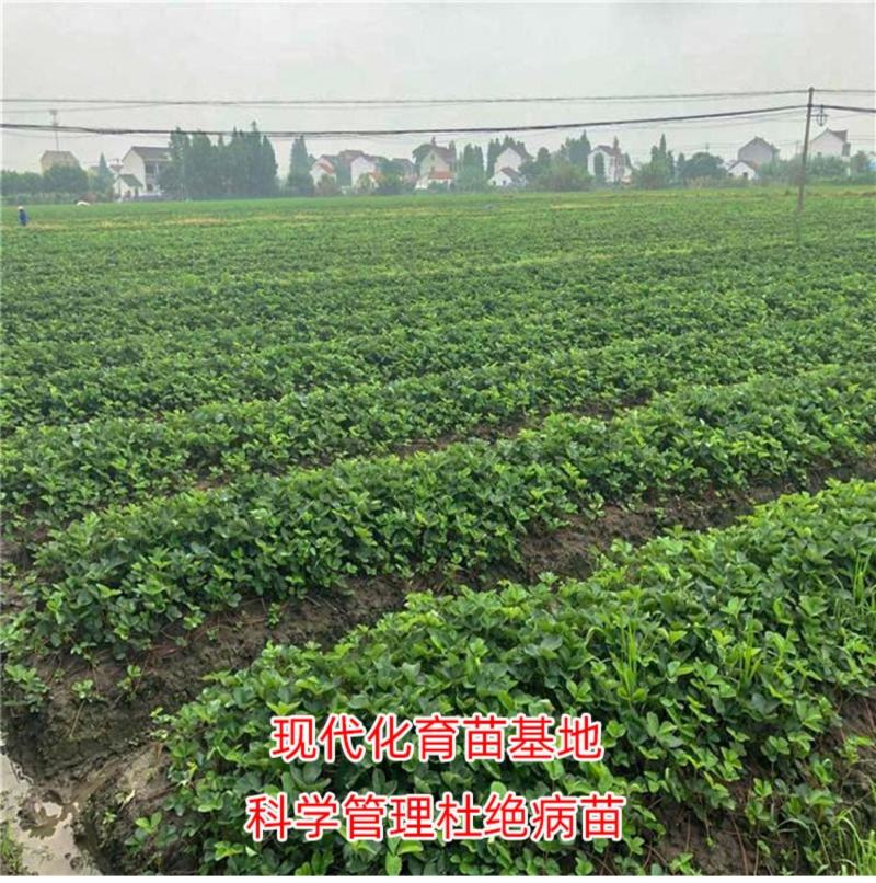 草莓苗四季盆栽带土食用南北方种植红颜章姬奶油草莓当年结果