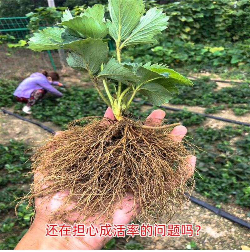 草莓苗四季盆栽带土食用南北方种植红颜章姬奶油草莓当年结果