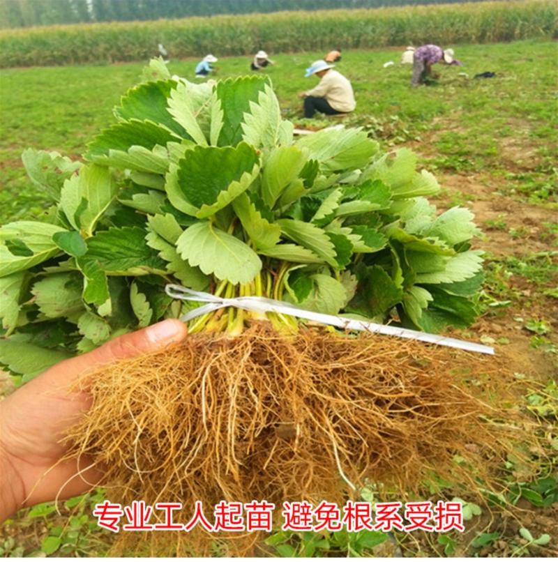 草莓苗四季盆栽带土食用南北方种植红颜章姬奶油草莓当年结果