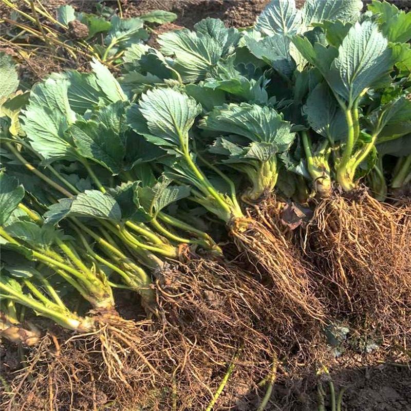 草莓苗四季盆栽带土食用南北方种植红颜章姬奶油草莓当年结果