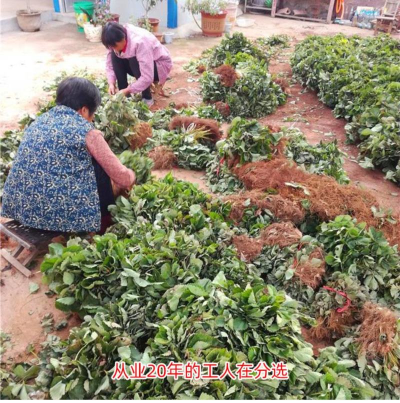 草莓苗四季盆栽带土食用南北方种植红颜章姬奶油草莓当年结果