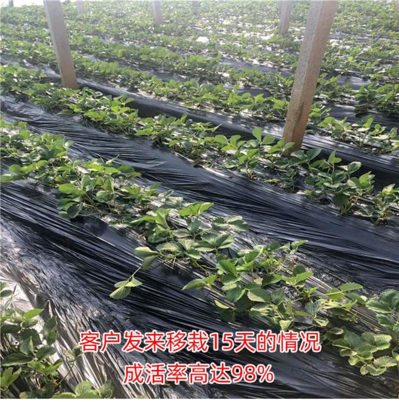 草莓苗四季盆栽带土食用南北方种植红颜章姬奶油草莓当年结果