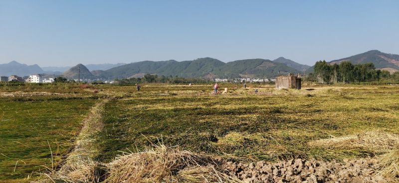 清甜可口【精品马蹄】千亩种植基地直供一手货源量大从优