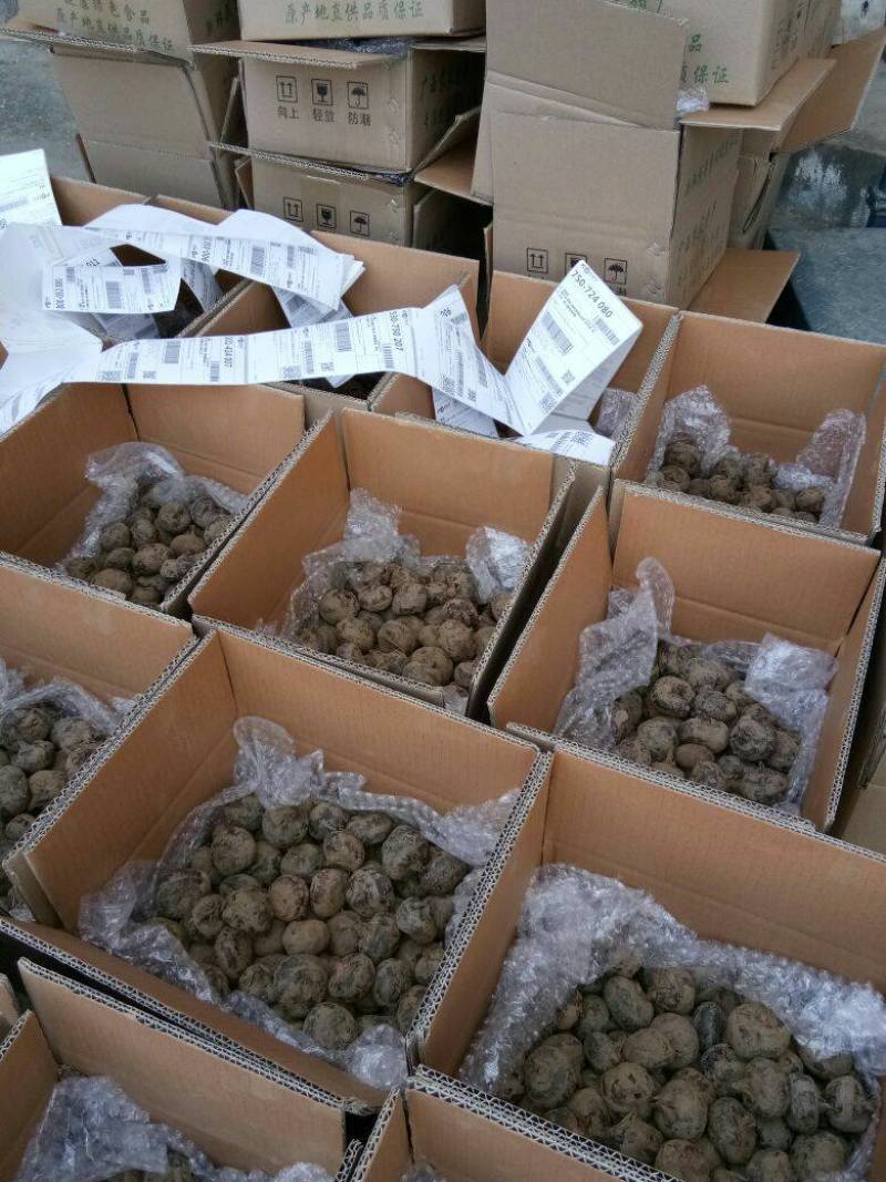 清甜可口【精品马蹄】千亩种植基地直供一手货源量大从优
