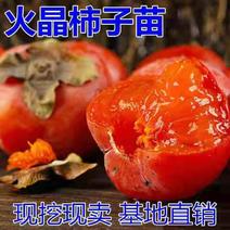 火晶柿子苗、产量高抗病毒性强、适应能力强、基地起苗发货
