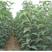 鸡心柿子苗、产量高抗病毒性强、适应能力强、基地起苗发货