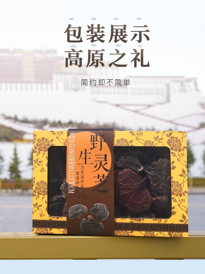 野生高原灵芝....