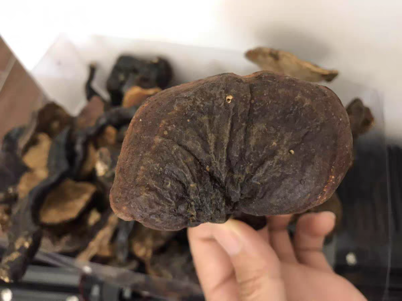 野生高原灵芝....