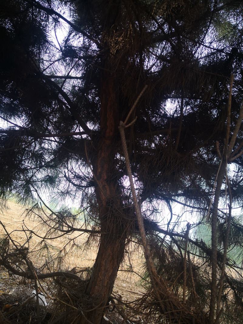 黑松8~13cm4～10cm2.5~3.5米