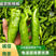 【鲜辣椒】夏邑301辣椒大量上市，产地直供，质量保证。