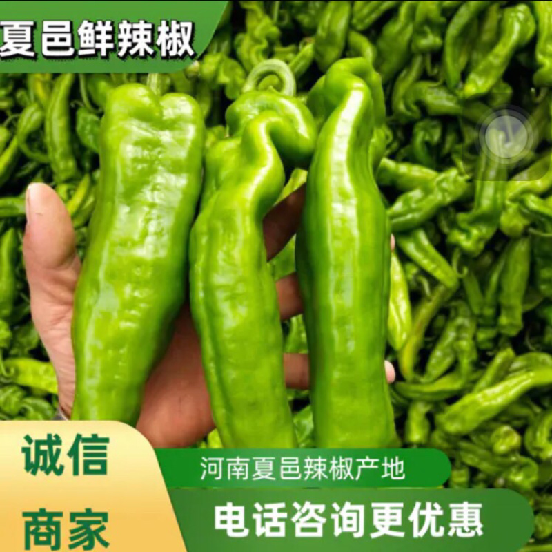 【鲜辣椒】夏邑301辣椒大量上市，产地直供，质量保证。