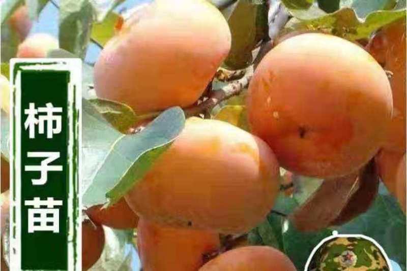 水果柿子苗、产量高抗病毒性强、适应能力强、基地起苗发货