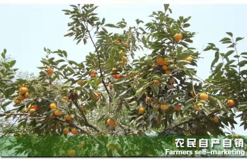 水果柿子苗、产量高抗病毒性强、适应能力强、基地起苗发货