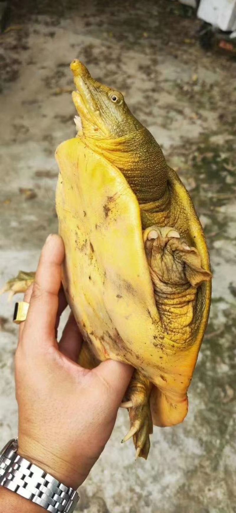 甲鱼60块钱一斤，，，，，，