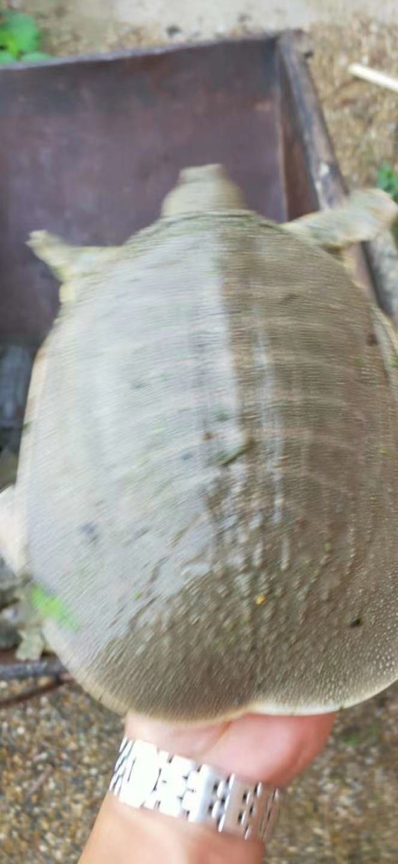 一斤多重的甲鱼，，，，，，，，