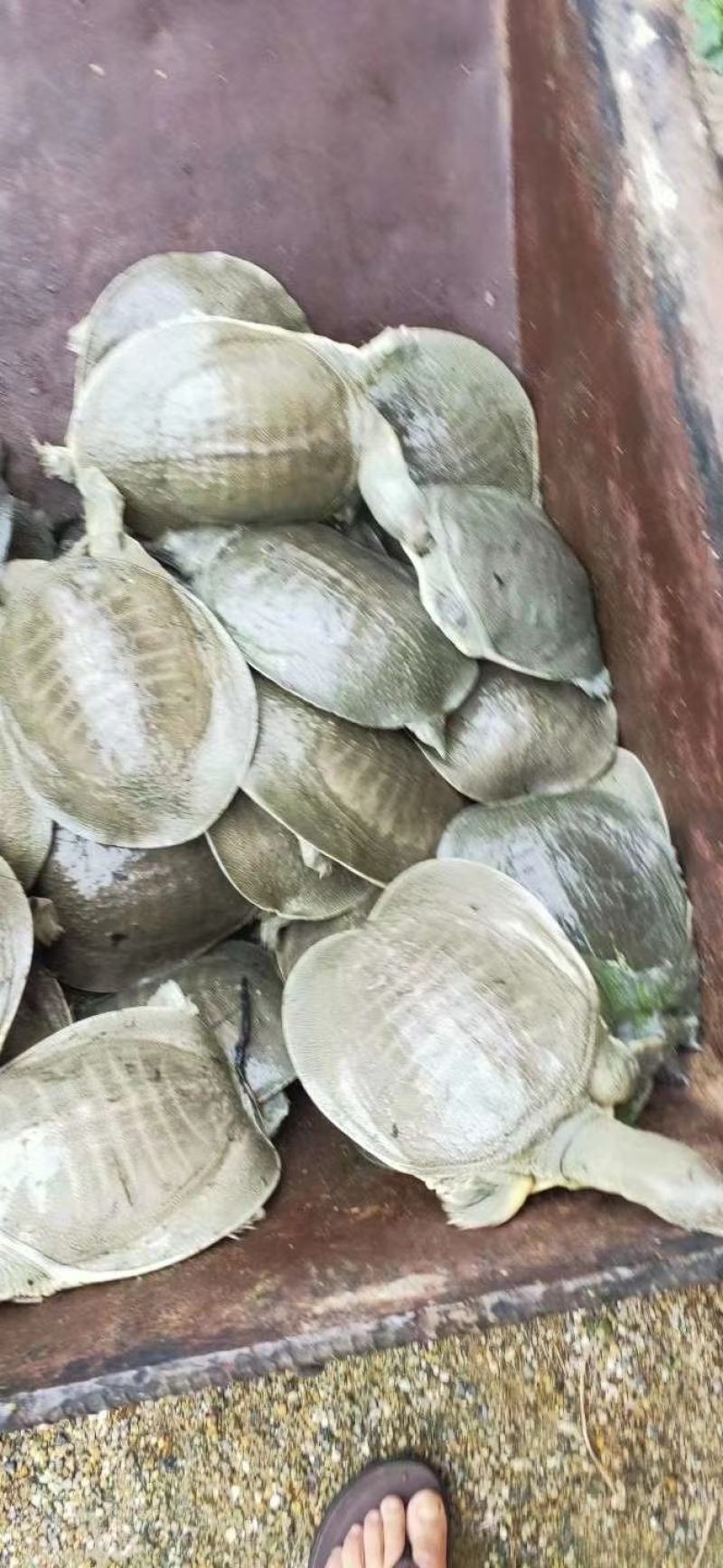 一斤多重的甲鱼，，，，，，，，