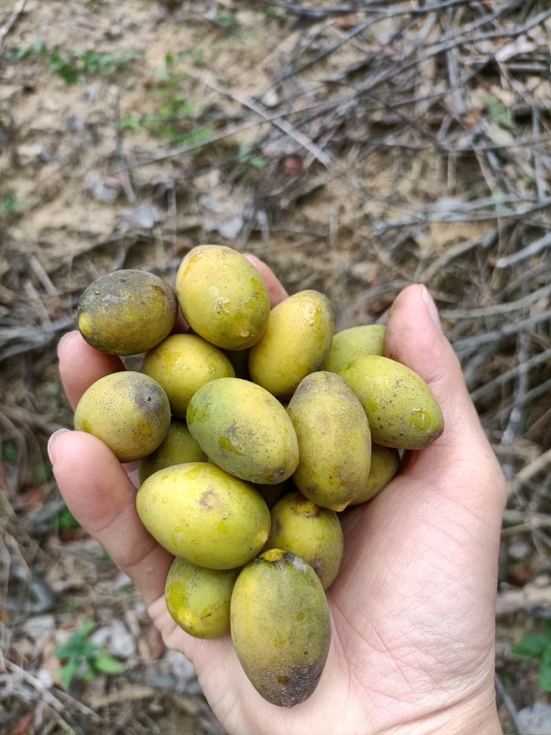 饶平青橄榄，此时正是成熟最佳期，香气最浓时