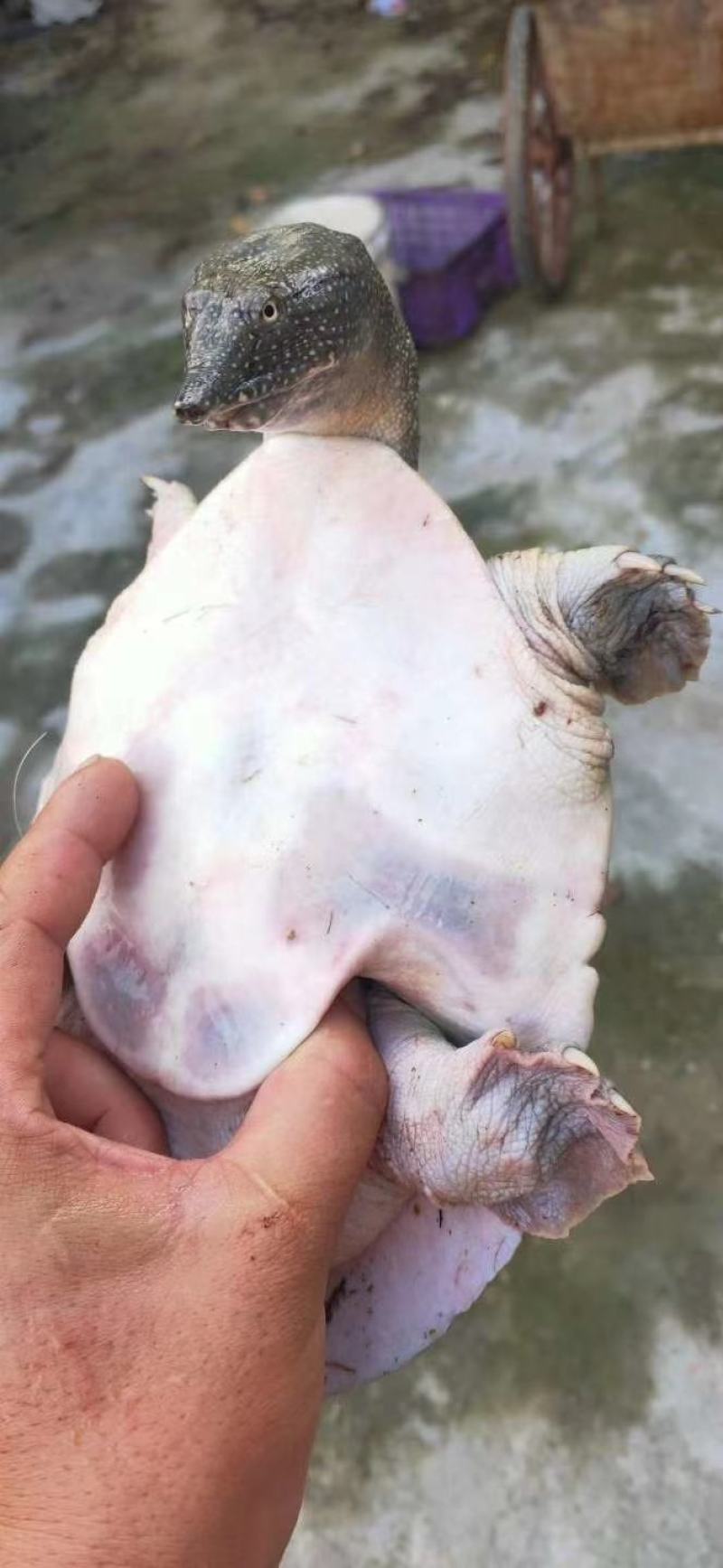 一斤多重的甲鱼，，，，，，，，