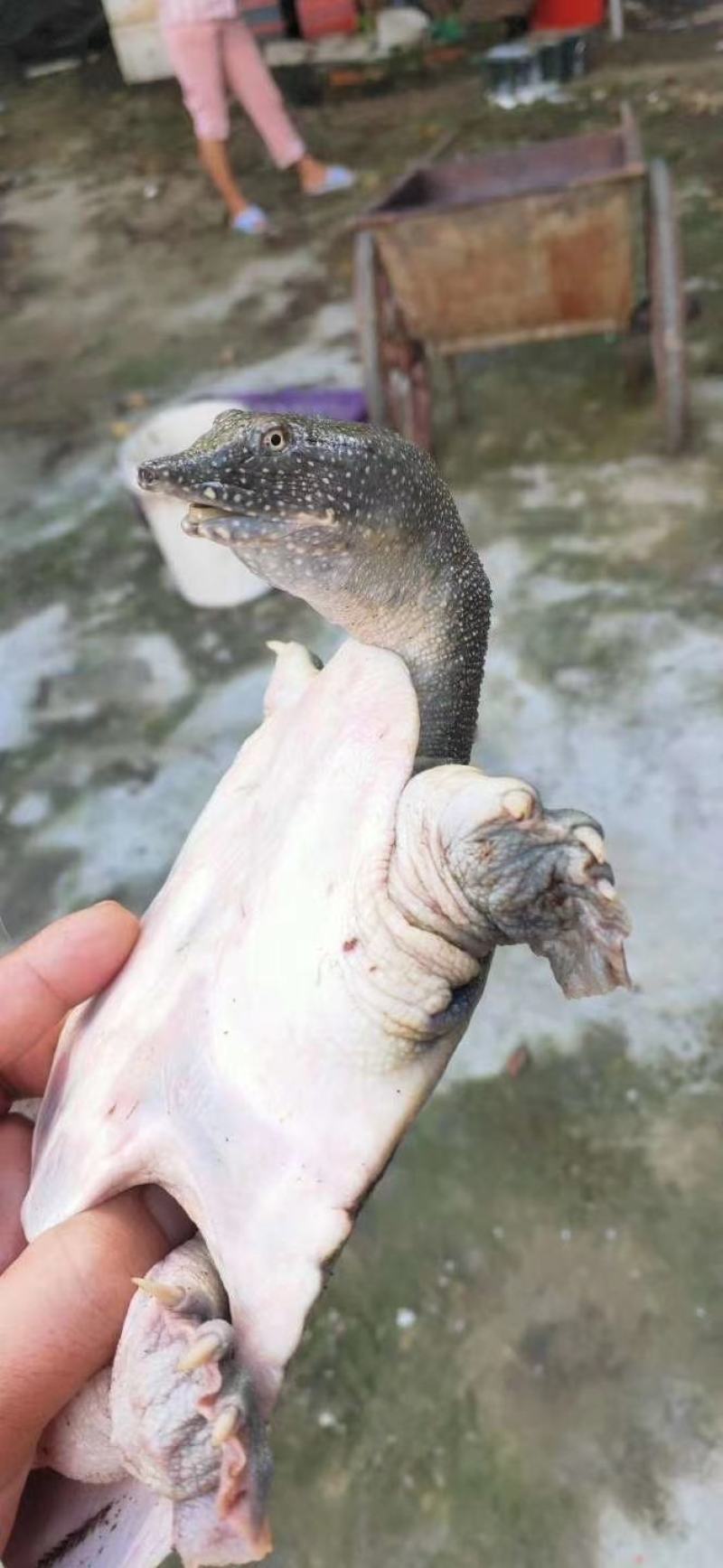 一斤多重的甲鱼，，，，，，，，