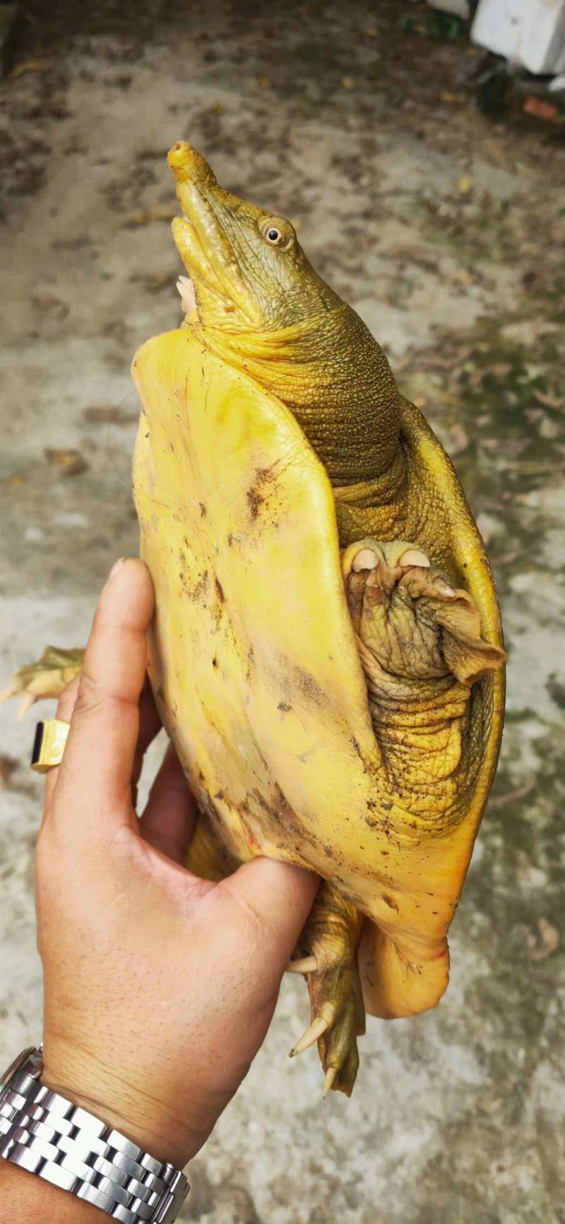 甲鱼60块钱一斤，，，，，，