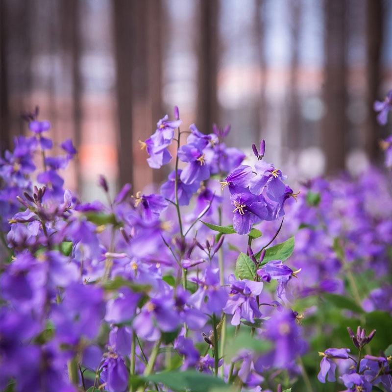 二月兰花种子四季种易活二月兰花籽多年生宿根诸葛菜种子耐阴