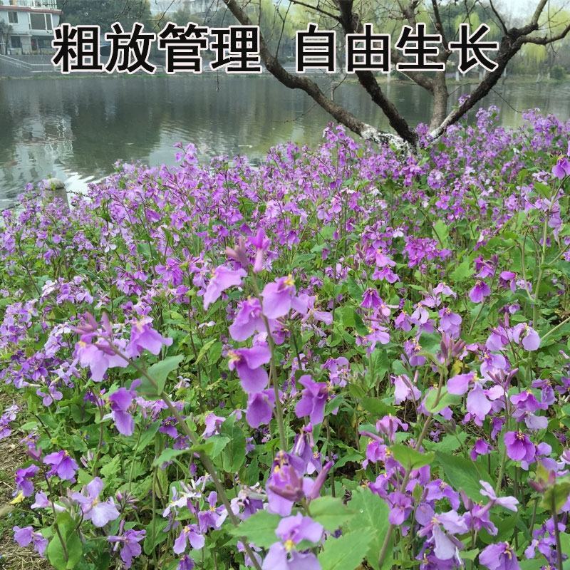 二月兰花种子四季种易活二月兰花籽多年生宿根诸葛菜种子耐阴