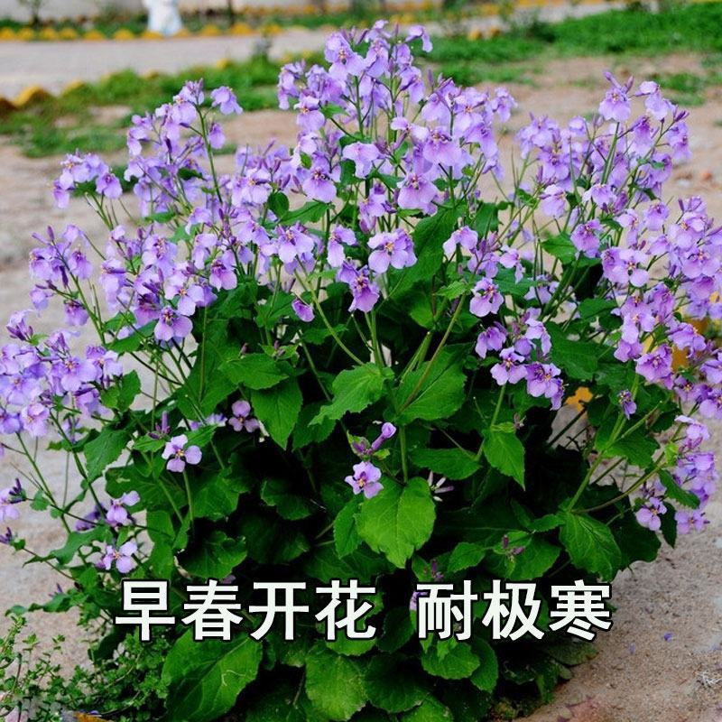 二月兰花种子四季种易活二月兰花籽多年生宿根诸葛菜种子耐阴