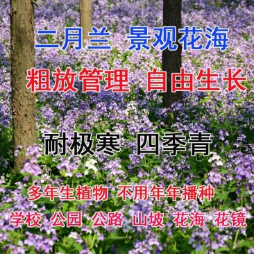 二月兰花种子四季种易活二月兰花籽多年生宿根诸葛菜种子耐阴