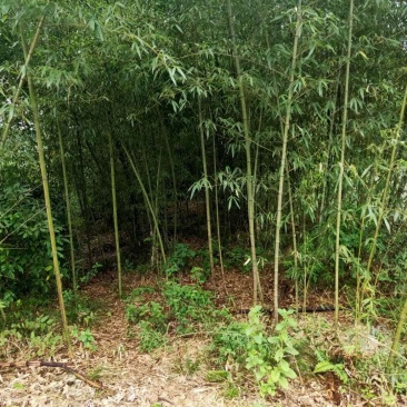 斑竹供庭院，旅游，绿化造林，以及工业加工