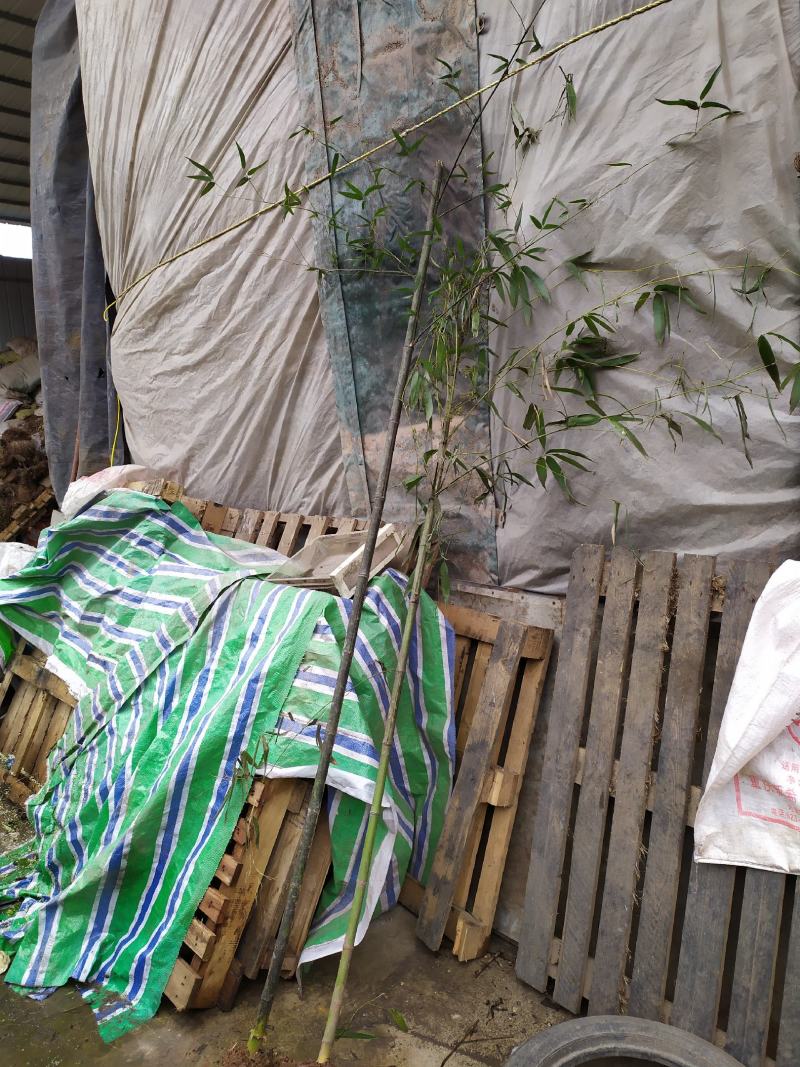 斑竹供庭院，旅游，绿化造林，以及工业加工