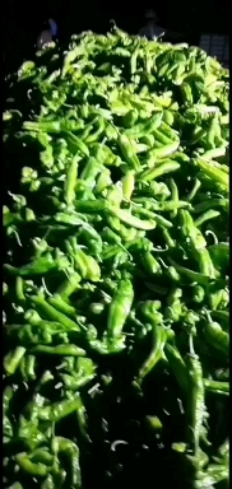 万亩鲜辣椒基地芜湖椒品种多现摘现发供应全国各地市场