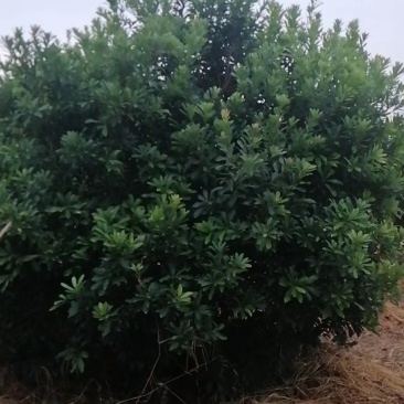 杨梅树，东魁杨梅树批发及零售