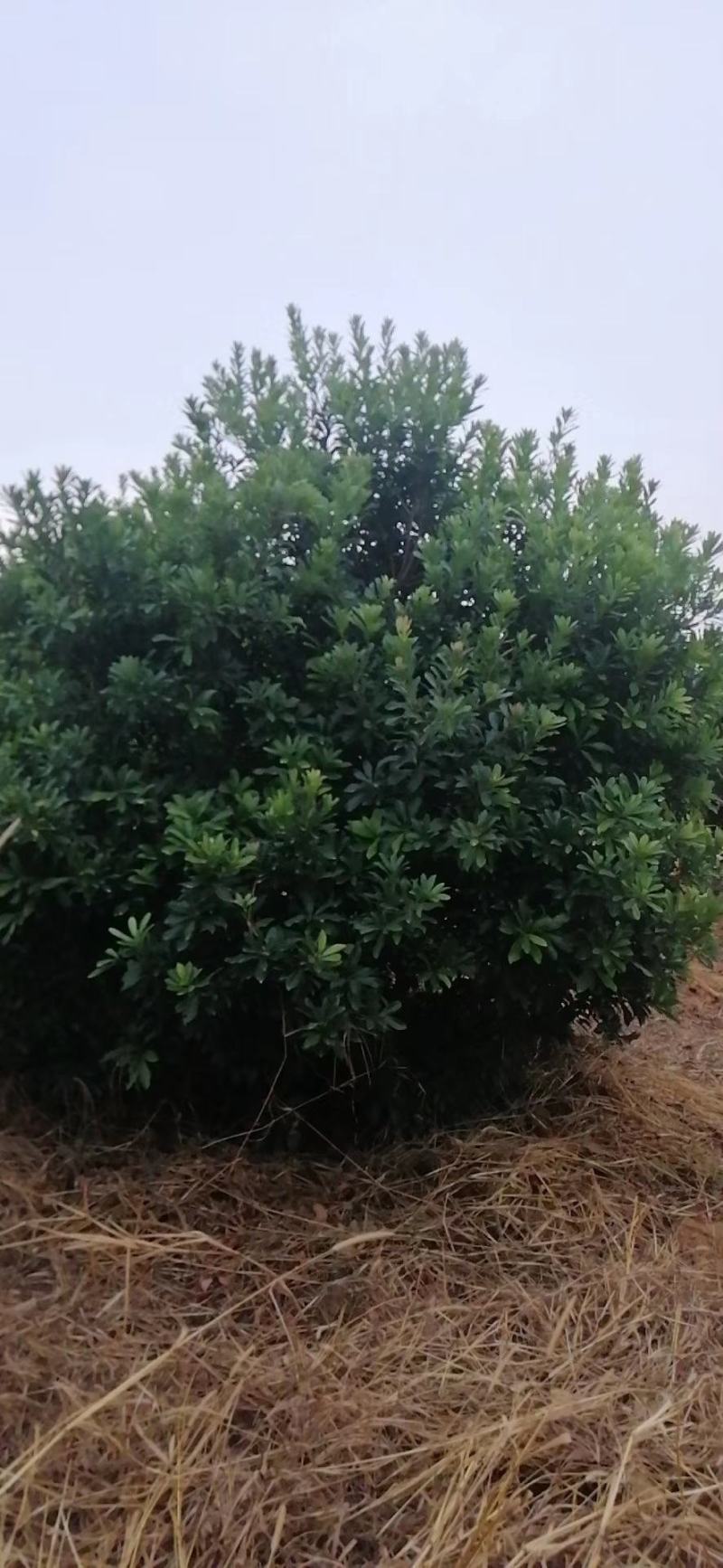 杨梅树，东魁杨梅树批发及零售