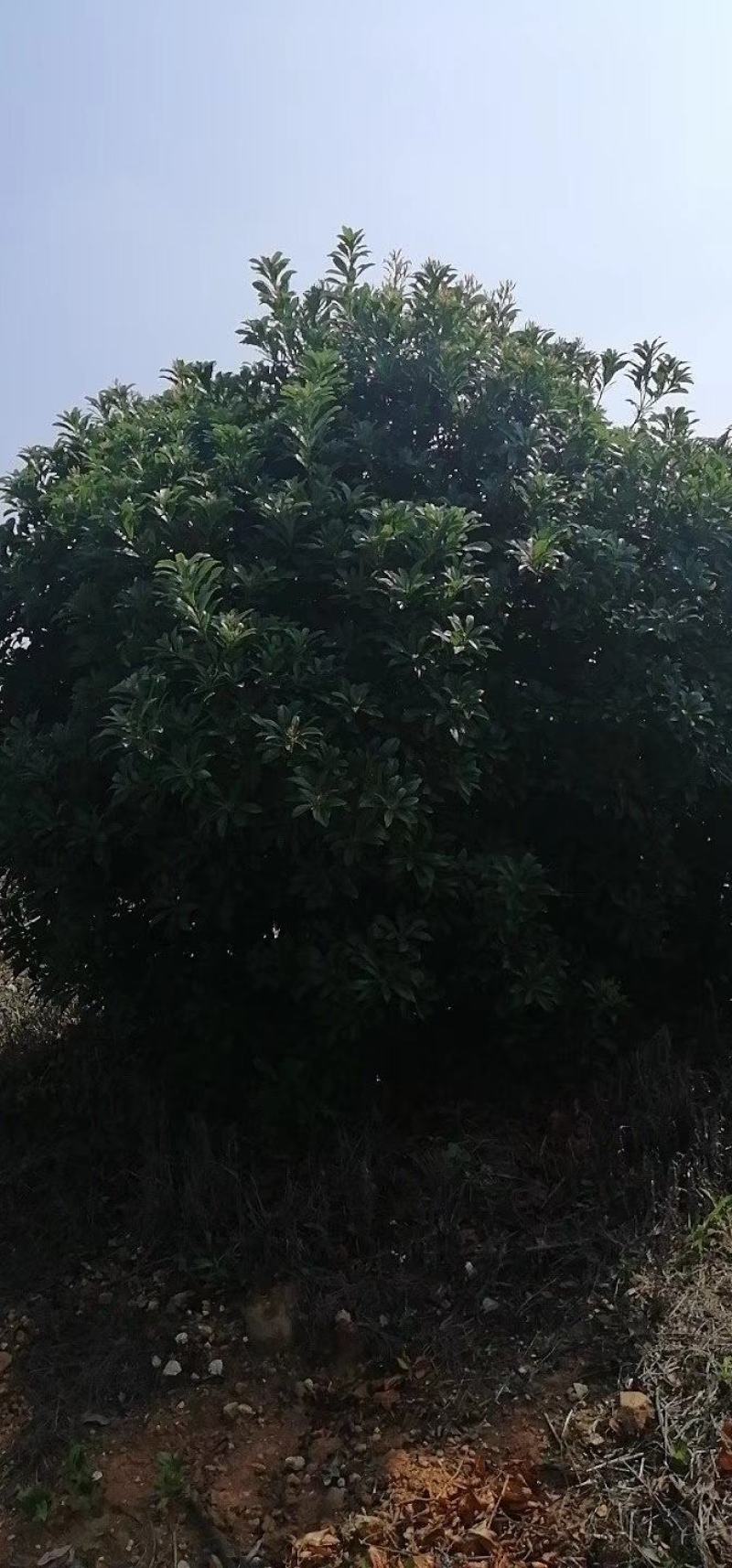 杨梅树，东魁杨梅树批发及零售