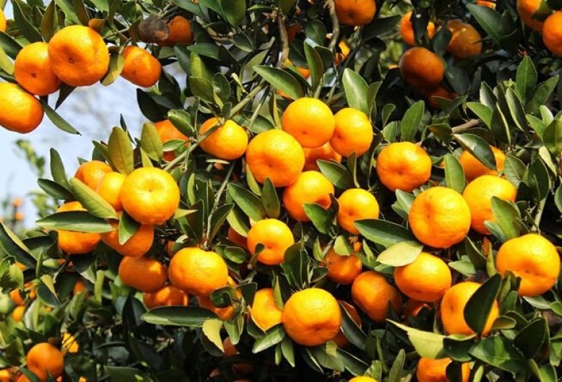 🍊广西精品南丰蜜桔大量上市中诚信代办果靓价优