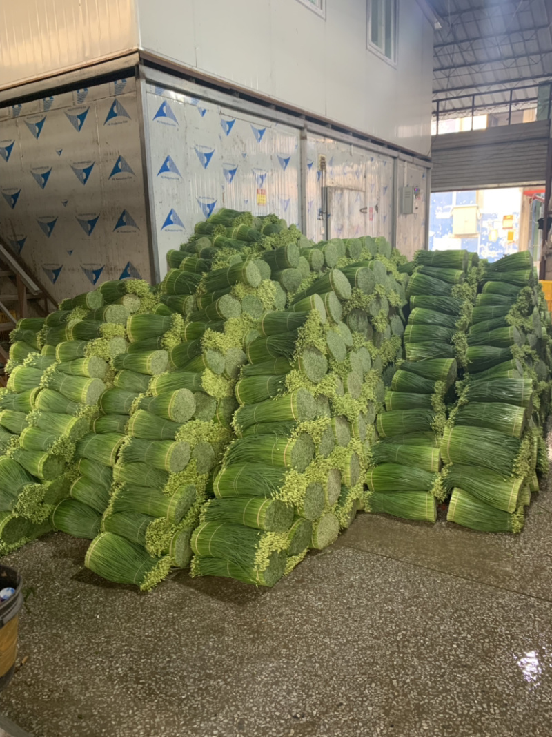 精品韭苔韭花大量上市长年不限量供货全国接单发货