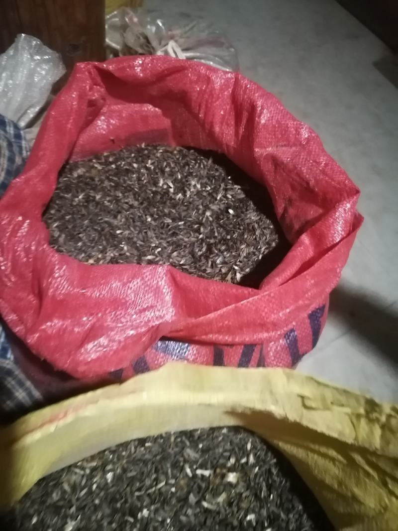 云南重楼干货，木香干货，现有木香一百零3亩