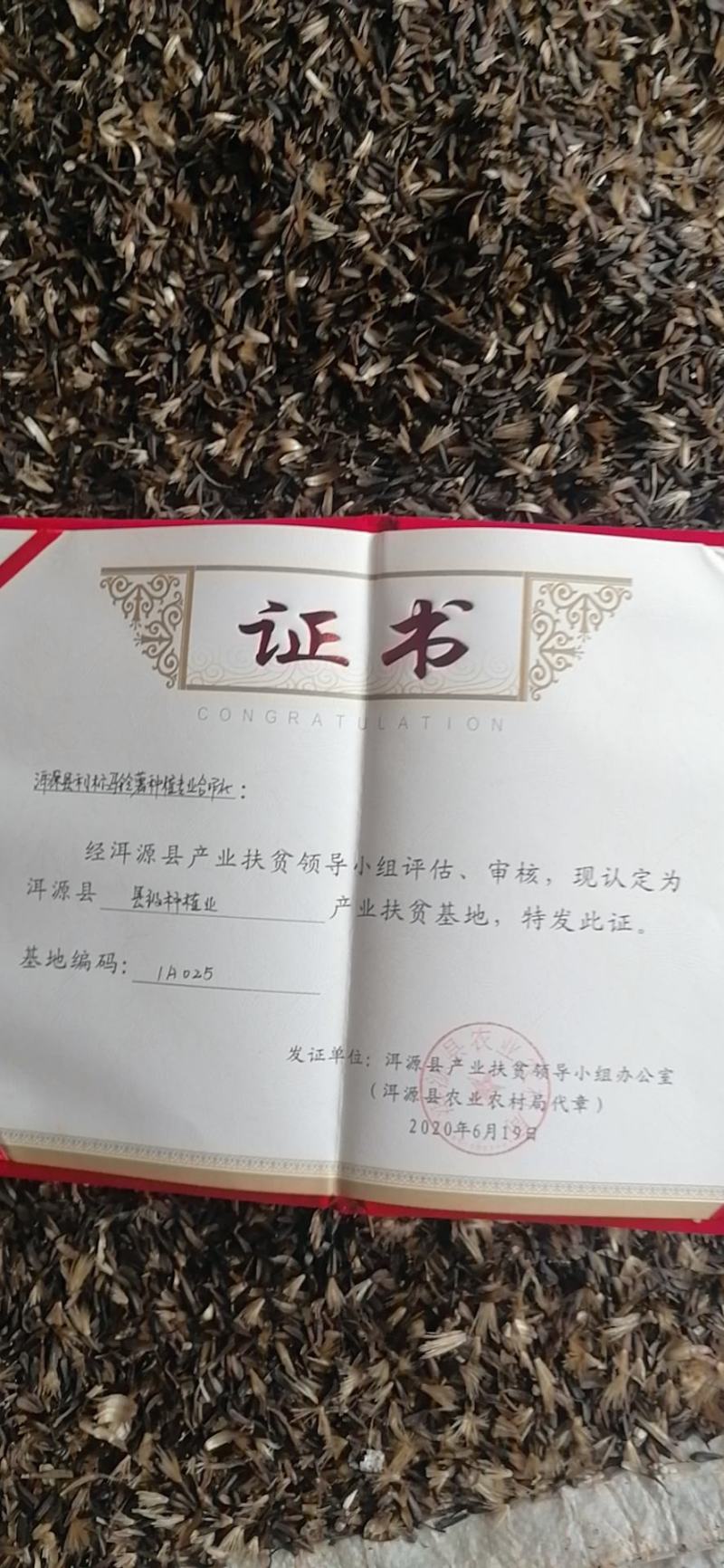 云南重楼干货，木香干货，现有木香一百零3亩