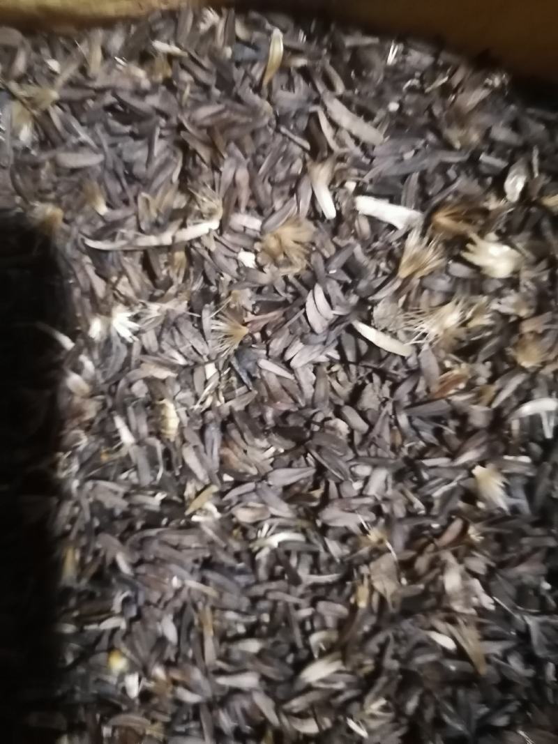 云南重楼干货，木香干货，现有木香一百零3亩