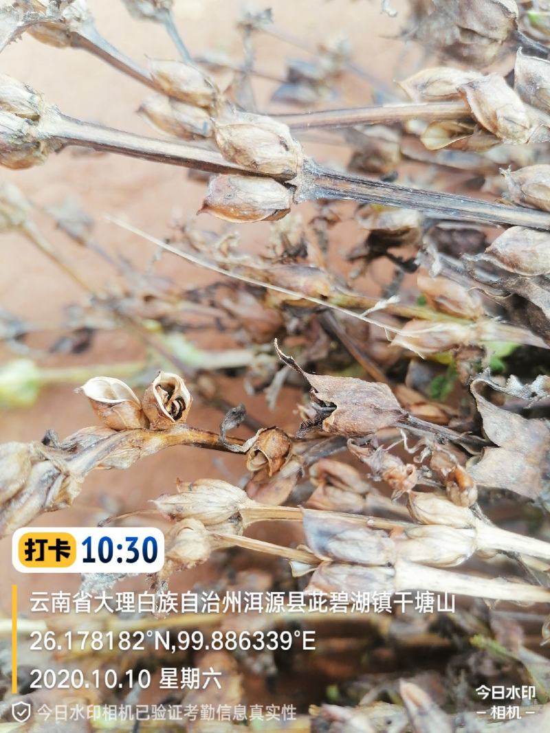 云南重楼干货，木香干货，现有木香一百零3亩