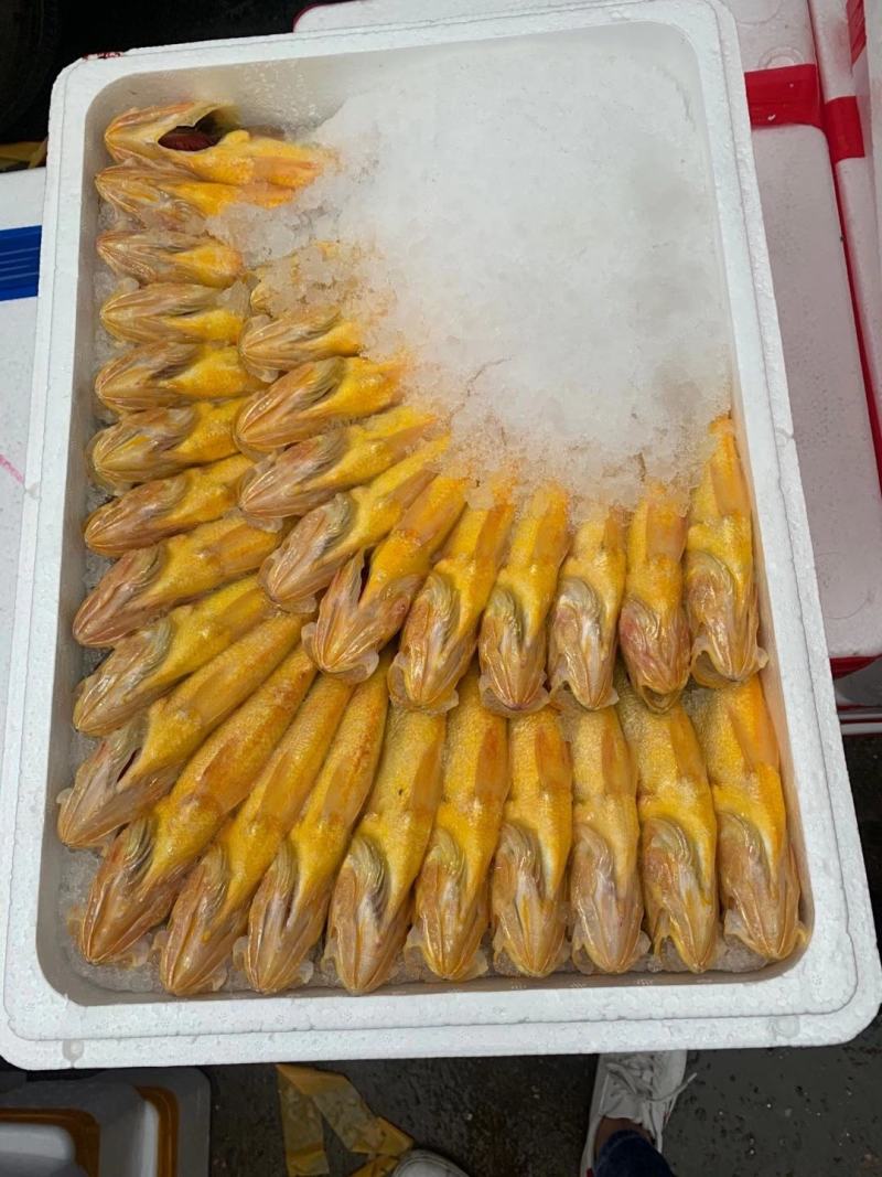 冰鲜深海养殖黄鱼大小规格全国发货