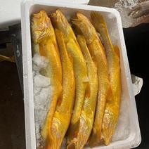 冰鲜深海养殖黄鱼大小规格全国发货