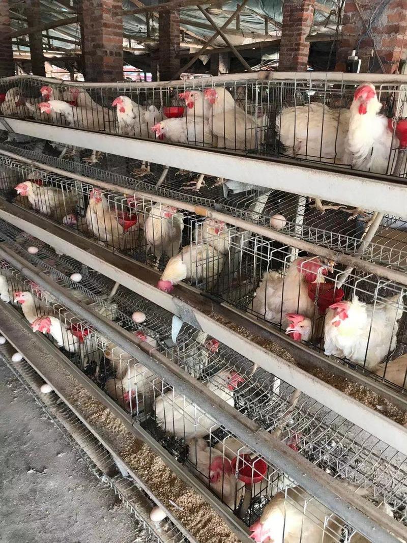 淘汰蛋鸡，10万只，己开栏，九成以上毛衣，均重3.78斤