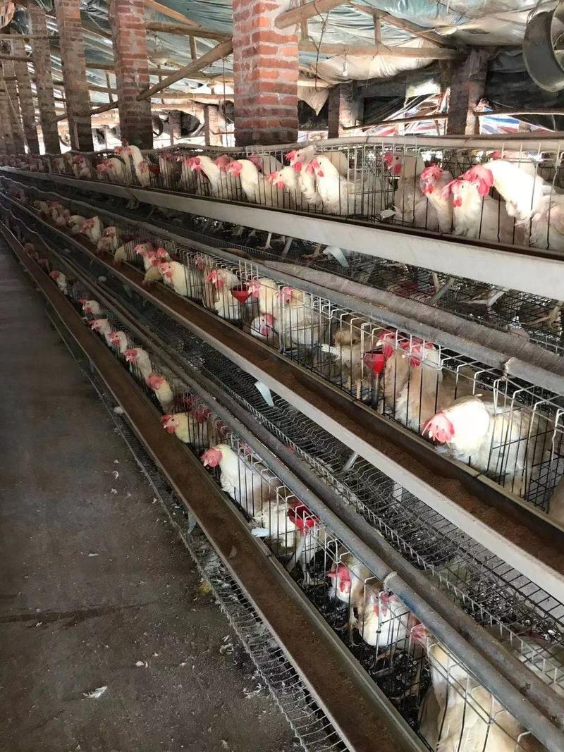 淘汰蛋鸡，10万只，己开栏，九成以上毛衣，均重3.78斤