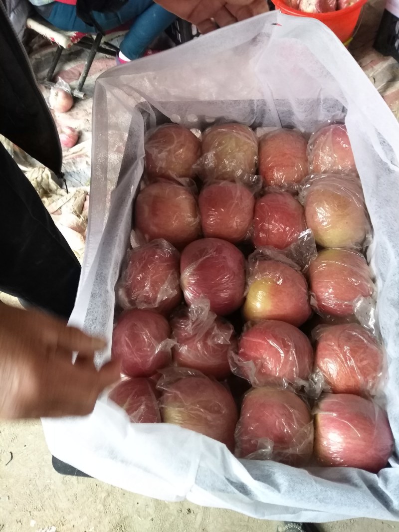 苹果红星，红富士脆甜可口【品质保证）价格低
