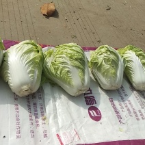 夏阳白菜结实质量很好无虫眼