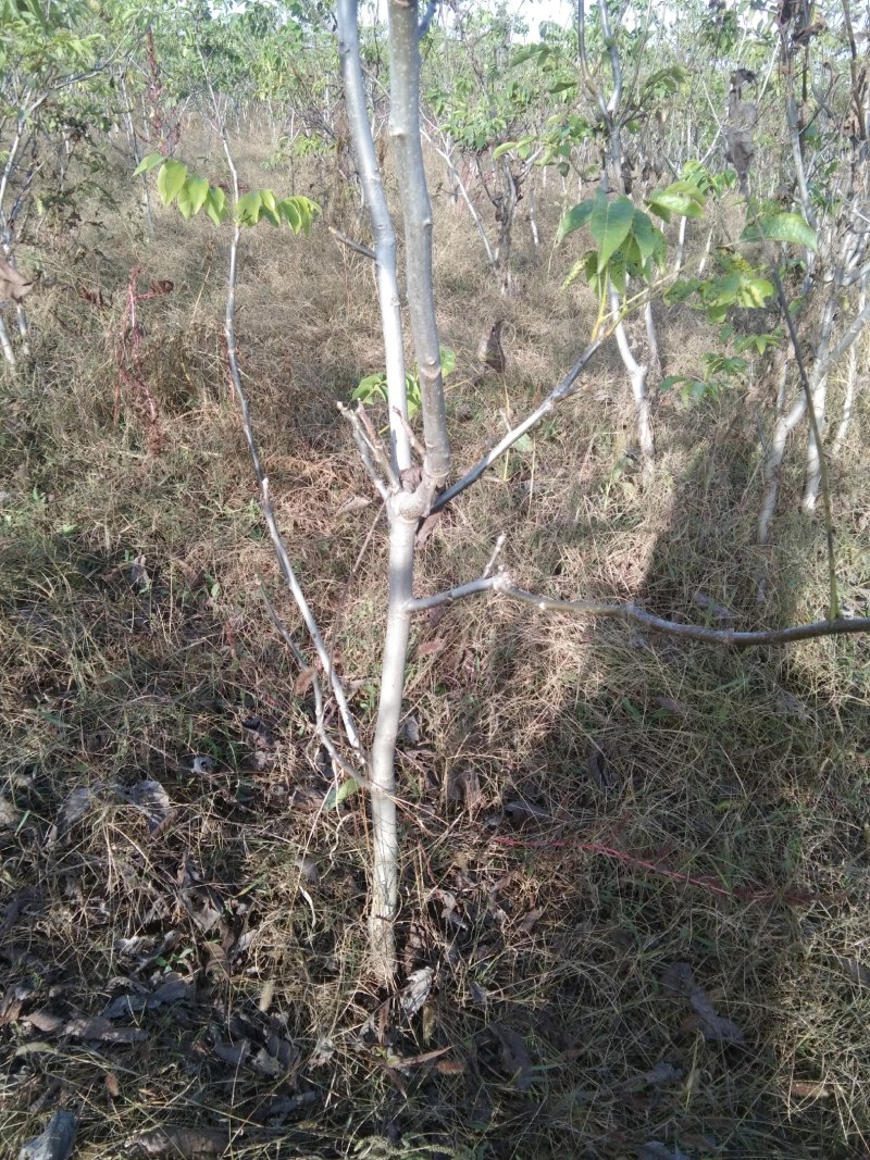 免稼接核桃树大量供应
