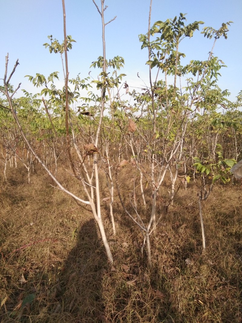 免稼接核桃树大量供应