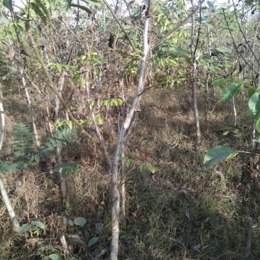 免稼接核桃树大量供应